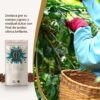 Café Platino Serene – Décaféiné Colombie 100% Arabica Supremo 250 g