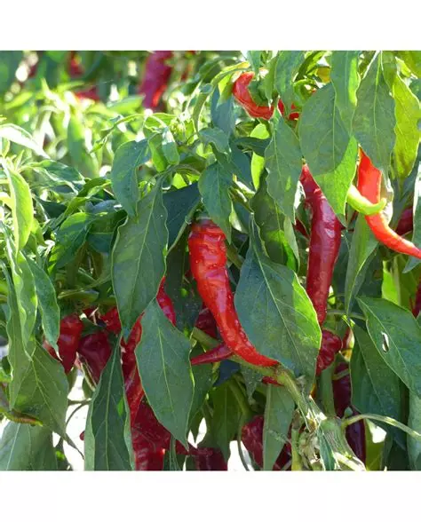 Piment et poivron appartiennent à la même espèce, <strong>Capsicum annuum</strong>.
Seule la capsaïcine les distingue : mutation douce pour le poivron, feu ardent pour le piment.
Une histoire botanique fascinante entre génétique, culture et gastronomie.